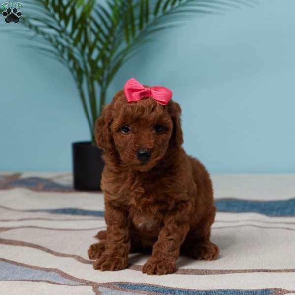 Ellie, Miniature Poodle Puppy